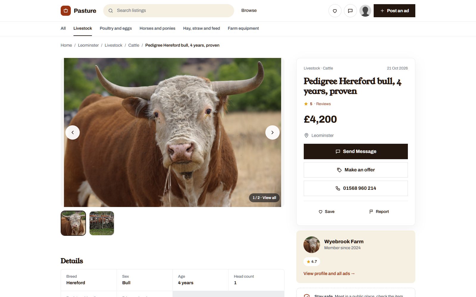 A listing for a lot of heifers