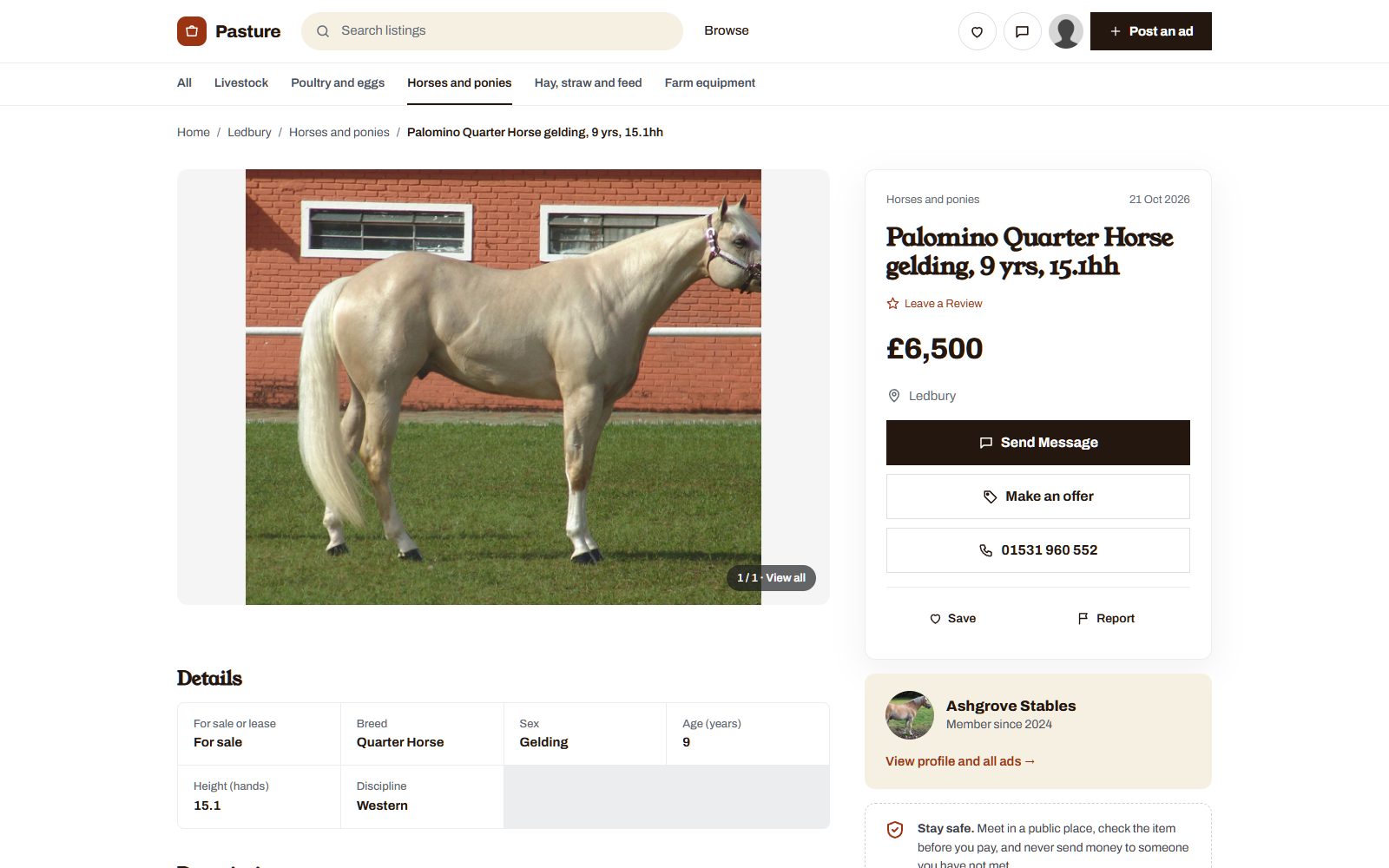 A horse for sale on Pasture, a demo farm and animals site made with Yclas